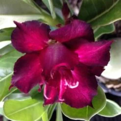 Adenium Obesum Cv.muang Dang Rouge - Taille Caudex D'environ 300g 20/25cm -Flora Soldes 640391c1ae8e60.38146213