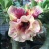Adenium Obesum Cv.of Love Jaune Rose - Taille Caudex D'environ 300g 20/25cm -Flora Soldes 640391c31b3014.56686463