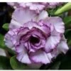 Adenium Obesum Cv.carnation Violet - Taille Caudex D'environ 150g -Flora Soldes 640391c48c6095.33451533