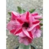Adenium Obesum Cv.muang Pp Rose - Taille Caudex D'environ 150g -Flora Soldes 640391cc1076b3.97018542