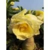 Adenium Obesum Cv.bananas Jaune - Taille Caudex D'environ 2000g 25/30cm Très Gros Caudex -Flora Soldes 640391cd2f8ba8.56462894