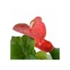 Anthurium Andreanum Rouge Dakota (anthure Flamant Rose, Langue De Feu) Taille Pot De 2 Litres - 50/70 Cm -Flora Soldes 640391ce61a262.27715622