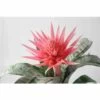 Aechmea Fasciata Taille Pot De 2 Litres - 50/70 Cm -Flora Soldes 640391d33ae803.51805627