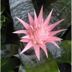 Aechmea Fasciata Taille Pot De 2 Litres - 50/70 Cm -Flora Soldes 640391d3440d51.35936323