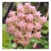 Hoya Cv. Joy (fleur De Porcelaine, Fleur De Cire) Rose - Taille Pot De 2 Litres - 20/40 Cm -Flora Soldes 640391d7472423.23402849