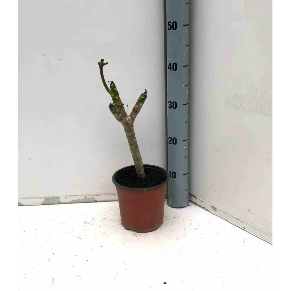 Plumeria Rubra Rose (frangipanier) Taille Pot De 3 Litres ? 40/60 Cm - Rose 3 Plumeria Rubra Rose (frangipanier) Taille Pot De 3 Litres ? 40/60 Cm - Rose