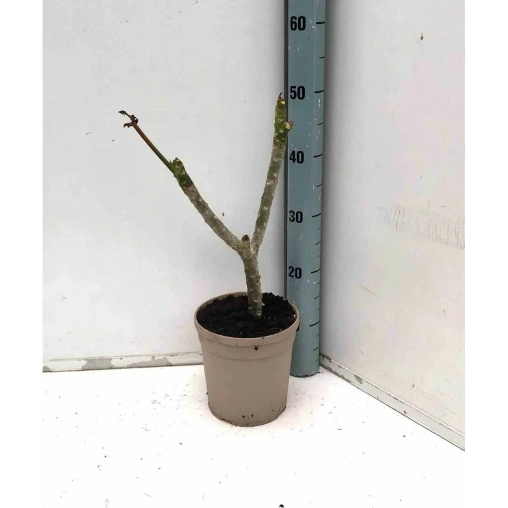 Plumeria Rubra Rose (frangipanier) Taille Pot De 3 Litres ? 40/60 Cm - Rose 4 Plumeria Rubra Rose (frangipanier) Taille Pot De 3 Litres ? 40/60 Cm - Rose - Image 2