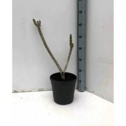 Plumeria Rubra Rose (frangipanier) Taille Pot De 3 Litres ? 40/60 Cm - Rose 7 Plumeria Rubra Rose (frangipanier) Taille Pot De 3 Litres ? 40/60 Cm - Rose -Flora Soldes 640391d895a591.41393124