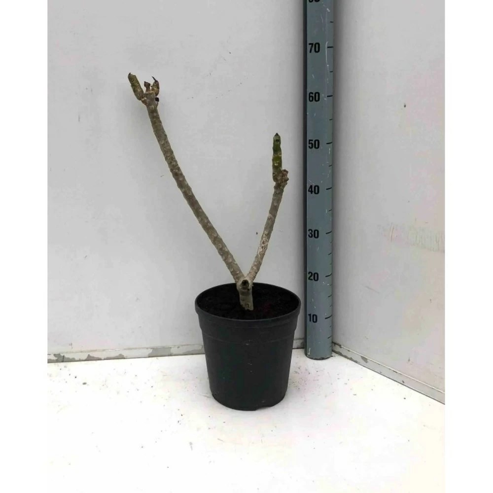 Plumeria Rubra Rose (frangipanier) Taille Pot De 3 Litres ? 40/60 Cm - Rose 5 Plumeria Rubra Rose (frangipanier) Taille Pot De 3 Litres ? 40/60 Cm - Rose - Image 3