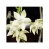 Hoya Imperialis White (fleur De Porcelaine, Fleur De Cire) Blanc - Taille Pot De 2 Litres - 20/40 Cm -Flora Soldes 640391dd540a70.14281453
