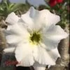 Adenium Obesum Cv. Unicorn Blanc - Taille Caudex D'environ 2000g 25/30cm Très Gros Caudex -Flora Soldes 640391de687164.11679762