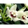 Hoya Australis (fleur De Porcelaine, Fleur De Cire) Taille Pot De 2 Litres - 20/40 Cm - Blanc Et Rose -Flora Soldes 640391e2021f70.52470767