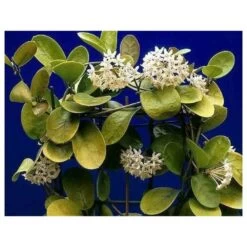 Hoya Australis (fleur De Porcelaine, Fleur De Cire) Taille Pot De 2 Litres - 20/40 Cm - Blanc Et Rose -Flora Soldes 640391e20bd725.31336621
