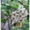 Hoya Kanyakumariana (fleur De Porcelaine, Fleur De Cire) Taille Pot De 2 Litres - 20/40 Cm - Blanche -Flora Soldes 640391eaeac0b6.86832370