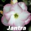 Adenium Obesum Cv.jantra Blanc Et Rose - Taille Caudex D'environ 300g 20/25cm -Flora Soldes 640391edc01d79.90697306