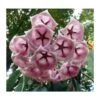 Hoya Archboldiana Rose (fleur De Porcelaine, Fleur De Cire) Rose - Taille Pot De 2 Litres - 20/40 Cm -Flora Soldes 640391ef1f57a2.15365888