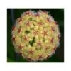 Hoya Mindorensis (fleur Jaune) (fleur De Porcelaine, Fleur De Cire) Jaune - Taille Pot De 2 Litres - 20/40 Cm -Flora Soldes 640391f17a4f18.34729918
