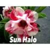 Adenium Obesum Cv.sun Hallo Jaune Et Rouge - Taille Caudex D'environ 300g 20/25cm -Flora Soldes 640391f3d8bb89.15884819