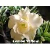 Adenium Obesum Cv.lemon Yellow Blanc - Taille Caudex D'environ 2000g 25/30cm Très Gros Caudex -Flora Soldes 640391f79e4640.10944955