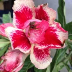 Adenium Obesum Cv.chock Amnuay Jaune Rose - Taille Caudex D'environ 300g 20/25cm -Flora Soldes 640391fb5d5c48.78004902