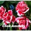 Adenium Obesum Cv.chock Amnuay Jaune Rose - Taille Caudex D'environ 300g 20/25cm -Flora Soldes 640391fb638794.52556947