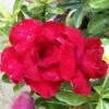 Adenium Obesum Cv. Vietnam Red Rouge - Taille Caudex D'environ 150g -Flora Soldes 640391fee5a9c1.53206887