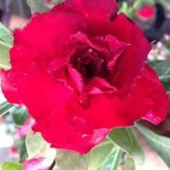 Adenium Obesum Cv. Vietnam Red Rouge - Taille Caudex D'environ 150g 7 Adenium Obesum Cv. Vietnam Red Rouge - Taille Caudex D'environ 150g -Flora Soldes 640391fee9f673.79062326