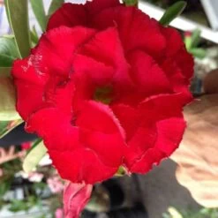 Adenium Obesum Cv. Vietnam Red Rouge - Taille Caudex D'environ 150g 6 Adenium Obesum Cv. Vietnam Red Rouge - Taille Caudex D'environ 150g -Flora Soldes 640391feedda27.91553625