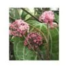 Hoya Sp. Aff. Clandestina (fleur De Porcelaine, Fleur De Cire) Rose - Taille Pot De 2 Litres - 20/40 Cm -Flora Soldes 64039202798879.60286442