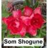 Adenium Obesum Cv.som Shogune Rouge - Taille Caudex D'environ 2000g 25/30cm Très Gros Caudex -Flora Soldes 64039208e06ed0.21971136