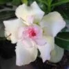 Adenium Obesum Cv.tivanon White Blanc Et Rose - Taille Caudex D'environ 300g 20/25cm -Flora Soldes 6403920bda21f7.98631492