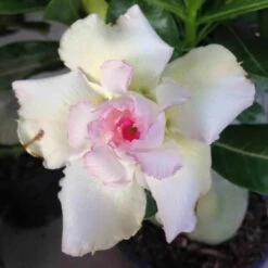 Adenium Obesum Cv.tivanon White Blanc Et Rose - Taille Caudex D'environ 300g 20/25cm