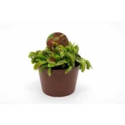 Dionaea Muscipula (dionée, Attrape-mouches De Vénus) Taille Pot De 0.7 Litre -Flora Soldes 6403920ede8a18.11027901