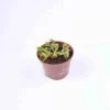Dionaea Muscipula (dionée, Attrape-mouches De Vénus) Taille Pot De 0.7 Litre -Flora Soldes 6403920ee38b19.52708324