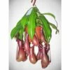 Nephentes Alata (plante Carnivore) Taille Pot De 2 Litres ? 30/40 Cm -Flora Soldes 6403921460c815.58670353