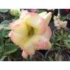 Adenium Obesum Cv.banburi Yellow Jaune Rose - Taille Caudex D'environ 2000g 25/30cm Très Gros Caudex -Flora Soldes 64039215b397f8.43121215