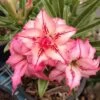 Adenium Obesum Cv.arrow Rose - Taille Caudex D'environ 2000g 25/30cm Très Gros Caudex -Flora Soldes 64039218347512.34537358
