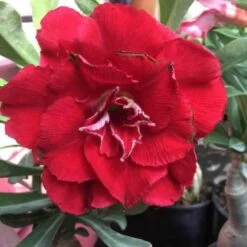 Adenium Obesum Cv.nakarad Red Rouge - Taille Caudex D'environ 300g 20/25cm -Flora Soldes 6403921d23e9a1.18763702