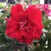 Adenium Obesum Cv.nakarad Red Rouge - Taille Caudex D'environ 300g 20/25cm -Flora Soldes 6403921d28cc46.99255139