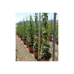 Stephanotis Floribunda (jasmin De Madagascar) Taille Pot De 2 Litres ? 40/60 Cm -Flora Soldes 6403921eb40e05.86912284