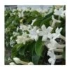 Stephanotis Floribunda (jasmin De Madagascar) Taille Pot De 2 Litres ? 40/60 Cm -Flora Soldes 6403921eb81505.52082345