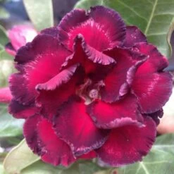 Adenium Obesum Cv.ammata Taille Caudex D'environ 300g 20/25cm - Rouge-violet -Flora Soldes 640392247533d8.89880313