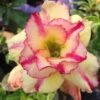 Adenium Obesum Cv.thong Yod Jaune Et Rouge - Taille Caudex D'environ 300g 20/25cm -Flora Soldes 6403922611b1a6.49356406