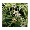 Hoya Retusa (fleur De Porcelaine, Fleur De Cire) Taille Pot De 2 Litres - 20/40 Cm - Blanc Et Rose -Flora Soldes 6403922a81b240.90268606