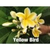 Plumeria Rubra "yellow Bird" (frangipanier) Jaune - Taille Pot De 2 Litres ? 20/30 Cm 2 Plumeria Rubra "yellow Bird" (frangipanier) Jaune - Taille Pot De 2 Litres ? 20/30 Cm -Flora Soldes 6403922eb20438.45388353