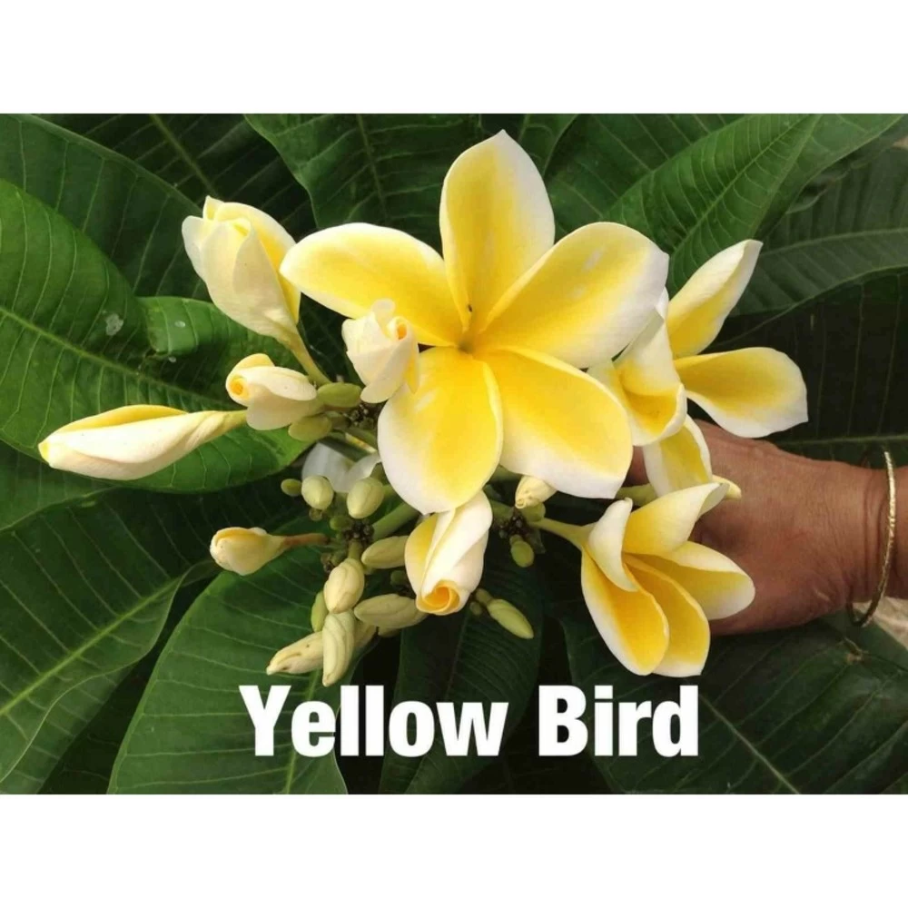 Plumeria Rubra "yellow Bird" (frangipanier) Jaune - Taille Pot De 2 Litres ? 20/30 Cm 3 Plumeria Rubra "yellow Bird" (frangipanier) Jaune - Taille Pot De 2 Litres ? 20/30 Cm