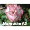 Adenium Obesum Cv Namwan Blanc Et Rose - Taille Caudex D'environ 2000g 25/30cm Très Gros Caudex -Flora Soldes 64039235ac0bc2.16204400