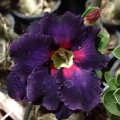 Adenium Obesum Cv.black Boader Noir - Taille Caudex D'environ 2000g 25/30cm Très Gros Caudex