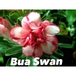 Adenium Obesum Cv.bua Swan Jaune Et Rouge - Taille Caudex D'environ 150g