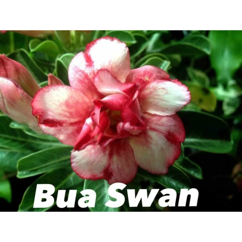 Adenium Obesum Cv.bua Swan Jaune Et Rouge - Taille Caudex D'environ 150g 3 Adenium Obesum Cv.bua Swan Jaune Et Rouge - Taille Caudex D'environ 150g